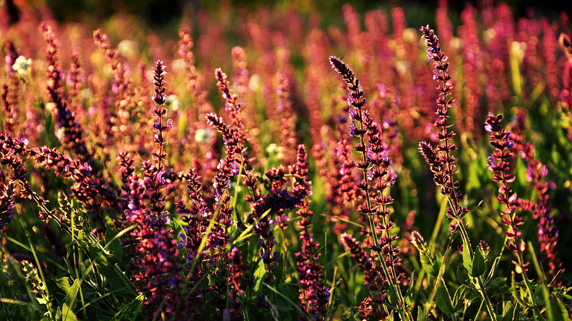 云端溜索体验:悬挂在天空的惊险快感