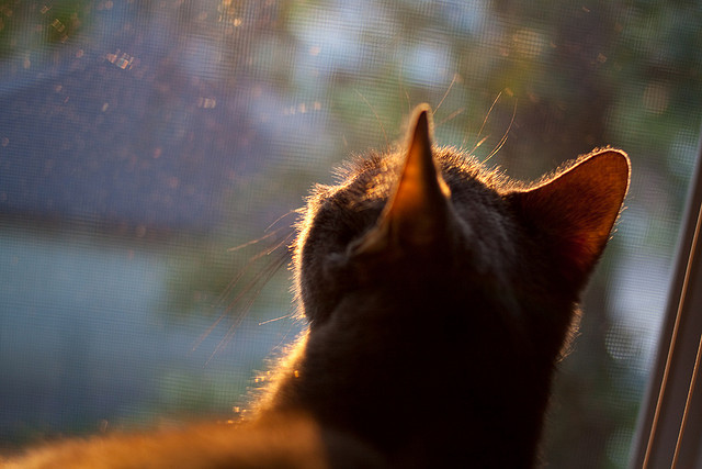 保持状态:冠军球队的赛季持续赢球秘诀,保持冠军心态