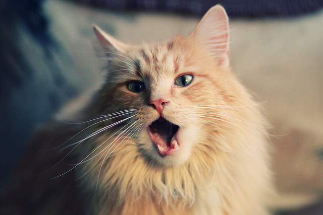 国际水下摄影大赛,探索海底奇观,中国水下摄影