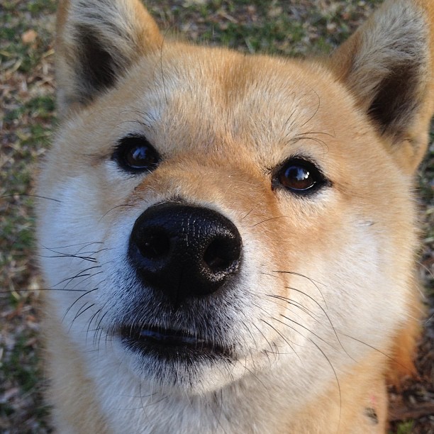 意甲：AC米兰稳步前行，积分排名升至前列，意甲新赛季ac米兰比赛