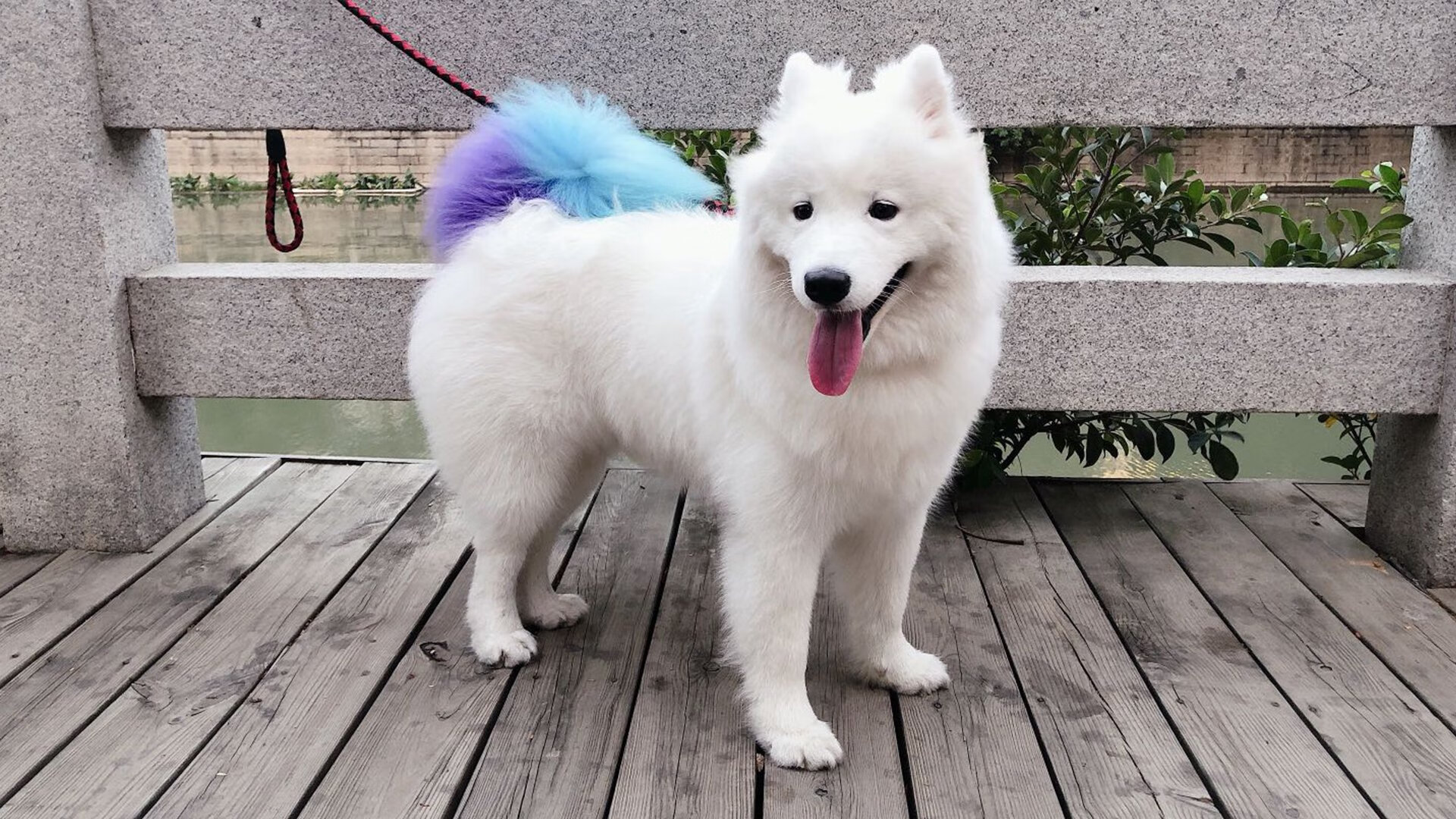 _水上飞索:从空中俯冲的极速快感_,水上飞是什么原理